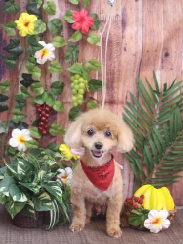 20230827プーちゃん